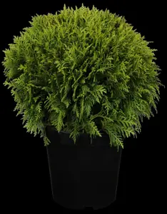 Thuja occ. 'Danica' - 3 Ltr pot - image 3