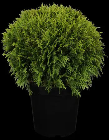 Thuja occ. 'Danica' - 30-40 CM RB - image 3