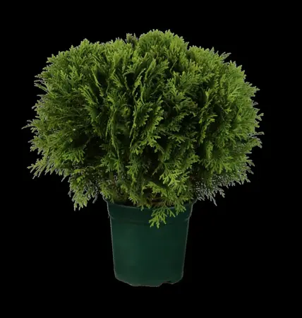 Thuja occ. 'Danica' - LINERS 32 CEL TRAY P7 SIZE - image 1