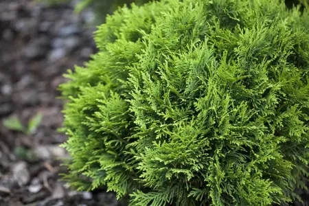 Thuja occ. 'Danica' - 30-40 CM RB - image 4