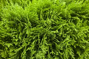 Thuja occ. 'Danica' - 60-80 CM C25 - image 4