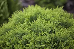 Thuja occ. 'Danica' - 10 Ltr pot - image 3