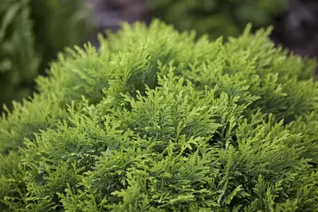 Thuja occ. 'Danica' - LINERS 18 CEL TRAY P9 SIZE - image 3