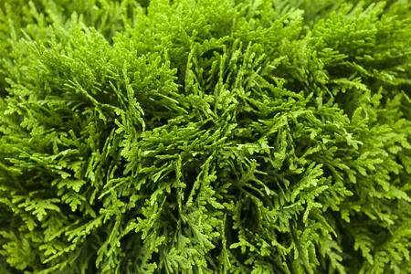 Thuja occ. 'Danica' - LINERS 18 CEL TRAY P9 SIZE - image 4