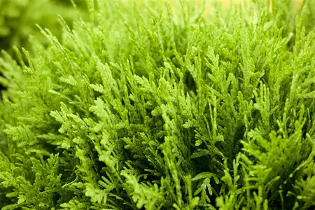 Thuja occ. 'Danica' - LINERS 18 CEL TRAY P9 SIZE - image 5