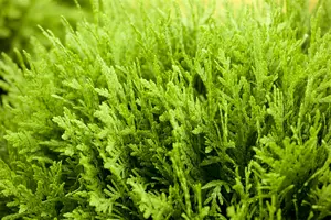 Thuja occ. 'Danica' - LINERS 18 CEL TRAY P9 SIZE - image 5