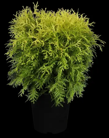 Thuja occ. 'Danica Aurea' - P9 - image 2