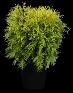 Thuja occ. 'Danica Aurea' - P9 - image 2