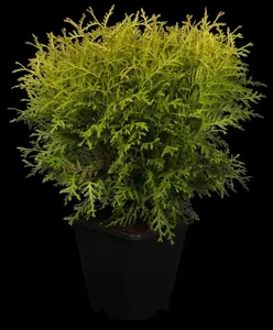 Thuja occ. 'Danica Aurea'