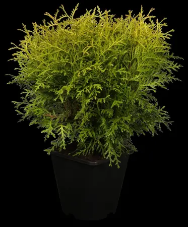 Thuja occ. 'Danica Aurea' - 40-50 CM C7.5 - image 1