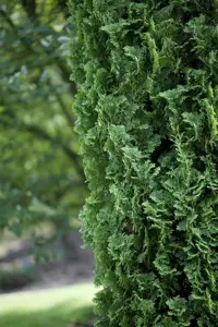 Thuja occ. 'Degroot's Spire'