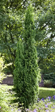Thuja occ. 'Degroot's Spire' - 25-30 CM C2.5 - image 2