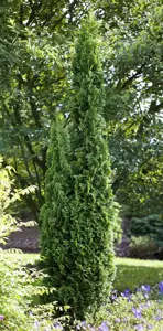 Thuja occ. 'Degroot's Spire' - 25-30 CM C2.5 - image 2