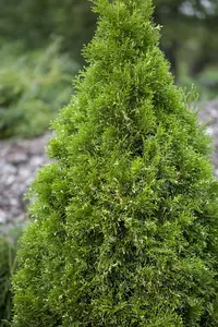 Thuja occ. 'Elegantissima' - 25-30 CM C2.5 - image 1