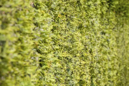 Thuja occ. 'Elegantissima' - 25-30 CM C2.5 - image 5