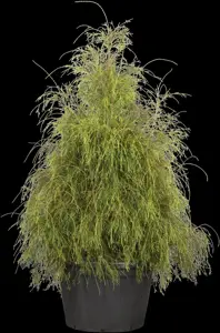 Thuja occ. 'Filiformis'
