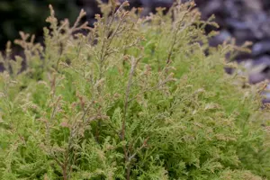Thuja occ. 'Fire Chief'?