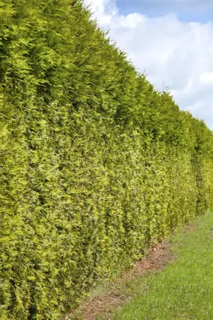Thuja occ. 'Frieslandia' - 150-175 CM RB - image 3