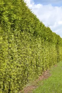Thuja occ. 'Frieslandia' - 150-175 CM RB - image 3