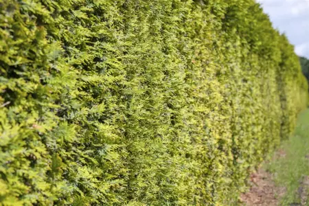 Thuja occ. 'Frieslandia' - 150-175 CM RB - image 4