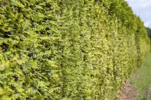 Thuja occ. 'Frieslandia' - 150-175 CM RB - image 4