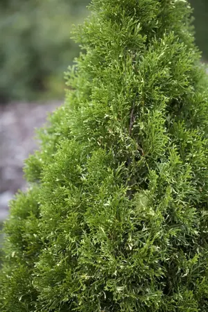 Thuja occ. 'Gilded Dress' - 25-30 CM P9 - image 2