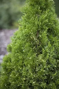 Thuja occ. 'Gilded Dress' - 25-30 CM P9 - image 2
