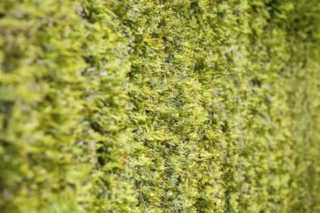 Thuja occ. 'Going Down' - 25-30 CM C3 - image 5
