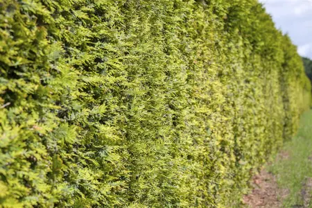 Thuja occ. 'Going Down' - 40-50 CM C10 - image 4