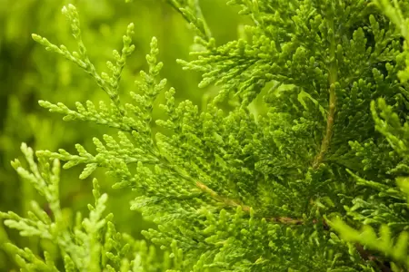 Thuja occ. 'Golden Brabant'? - 80-100 CM C5 - image 3