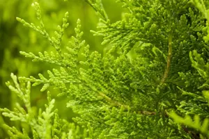 Thuja occ. 'Golden Brabant'? - LINERS 18 CEL TRAY P10,5 SIZE - image 3