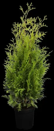 Thuja occ. 'Golden Brabant'? - 40-60 CM C3 - image 2