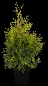 Thuja occ. 'Golden Brabant'?