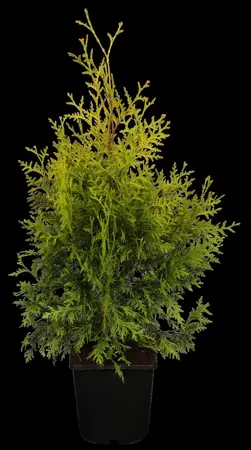 Thuja occ. 'Golden Brabant'? - 200-225 CM RB - image 1