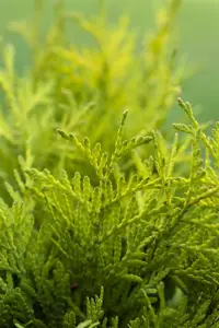 Thuja occ. 'Golden Globe' - 2 Ltr pot - image 3