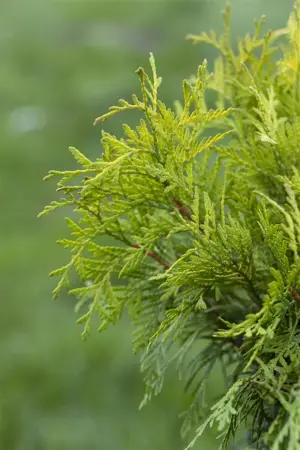Thuja occ. 'Golden Globe' - 2 Ltr pot - image 4