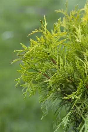 Thuja occ. 'Golden Globe' - 40-50 CM C5 - image 4