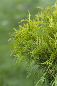 Thuja occ. 'Golden Globe' - 40-50 CM C5 - image 4