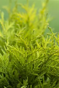 Thuja occ. 'Golden Globe' - LINERS 18 CEL TRAY P10,5 SIZE - image 2