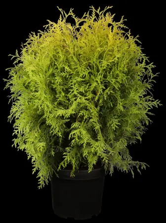Thuja occ. 'Golden Globe' - 3 Ltr pot - image 1