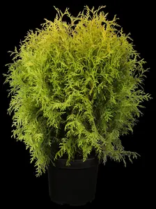 Thuja occ. 'Golden Globe' - 40-50 CM C5 - image 1