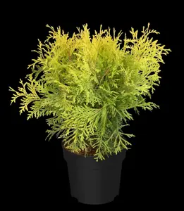 Thuja occ. 'Golden Globe' - 60-80 CM RB - image 5