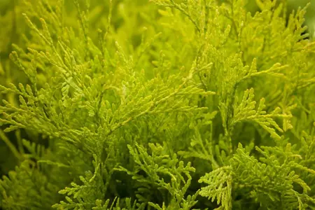 Thuja occ. 'Golden Globe' - 2 Ltr pot - image 2