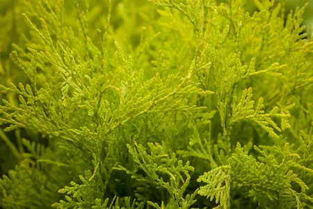 Thuja occ. 'Golden Globe' - 40-50 CM RB - image 1