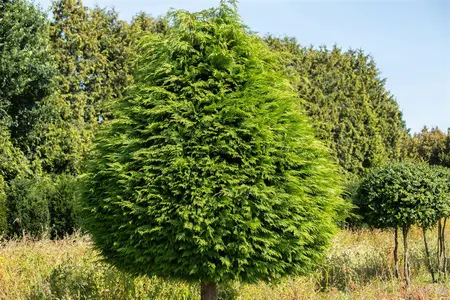 Thuja occ. 'Golden Globe' - LINERS 18 CEL TRAY P10,5 SIZE - image 4