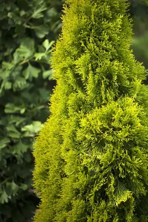Thuja occ. 'Golden Smaragd' - 40-60 CM C4 - image 5