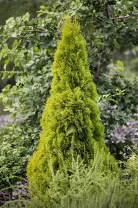 Thuja occ. 'Golden Smaragd' - 80-100 CM RB - image 4