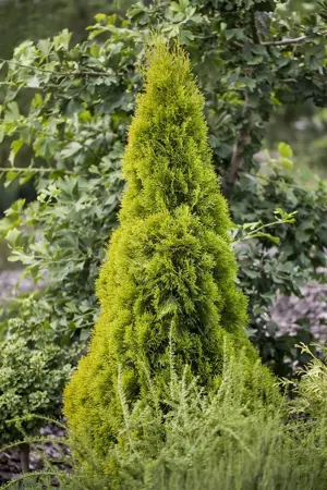 Thuja occ. 'Golden Smaragd' - 100-125 CM RB - image 4