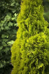 Thuja occ. 'Golden Smaragd' - 50-60 CM C5 - image 5