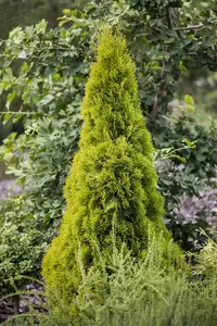 Thuja occ. 'Golden Smaragd' - 30-40 CM C2 - image 5